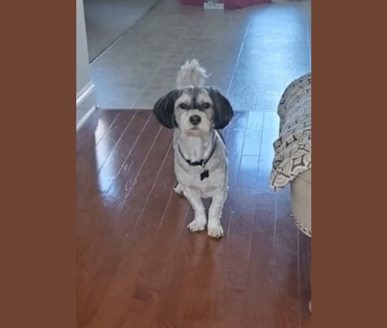 Maxwell, a Maltese and Bichon Frise mix tested with EmbarkVet.com