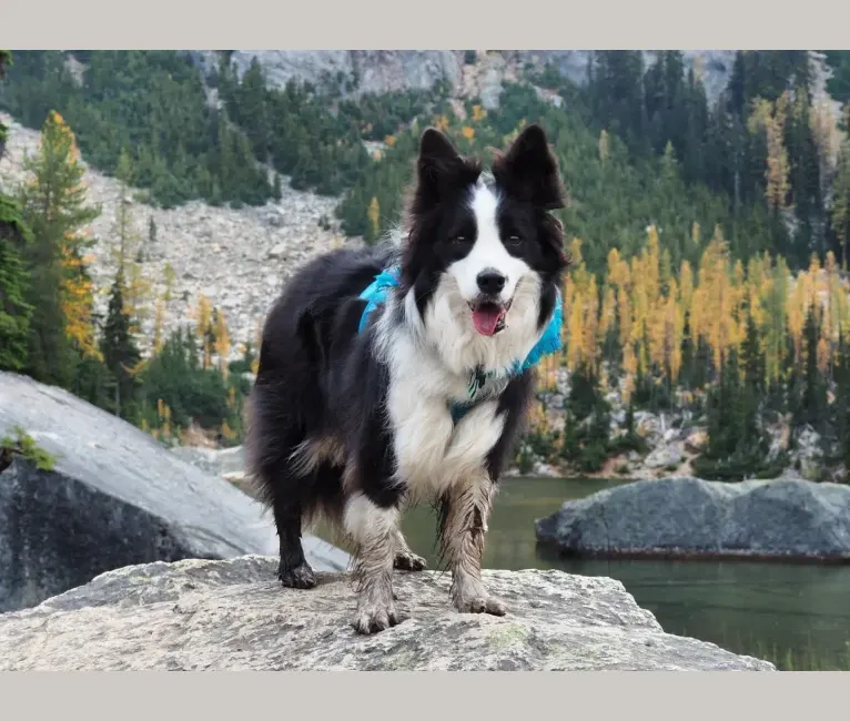 Kida, a Border Collie tested with EmbarkVet.com