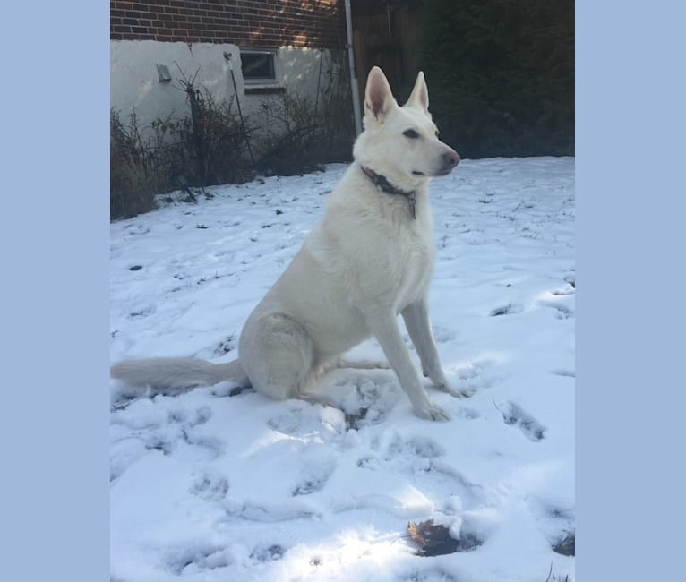 SKY, a White Shepherd tested with EmbarkVet.com