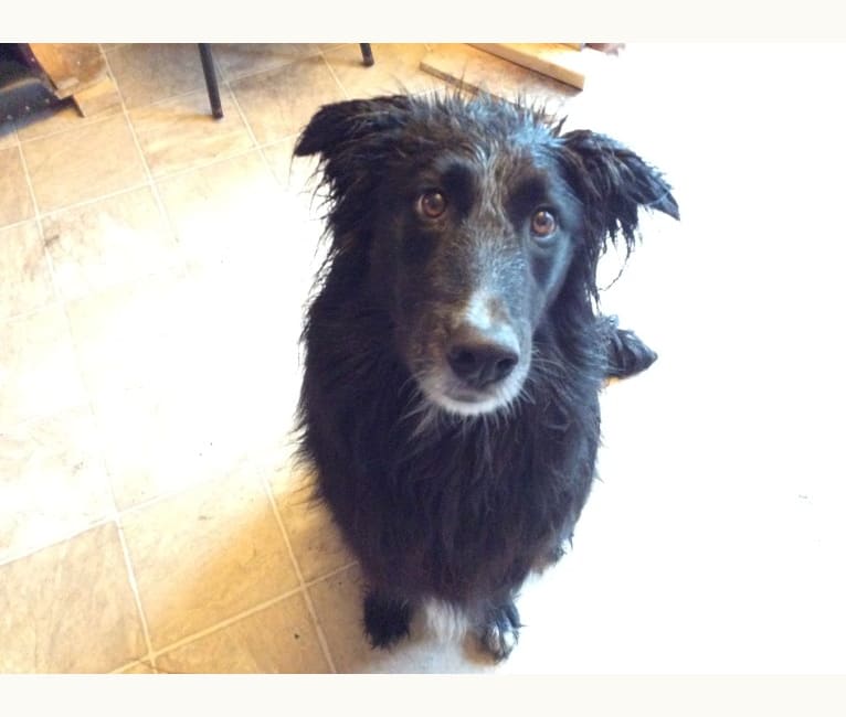 Zane, a Shetland Sheepdog and Labrador Retriever mix tested with EmbarkVet.com