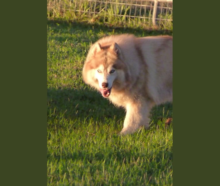 Photo of "SAKARI" SUNSHINE SAKARI, a Siberian Husky  in Michigan, USA