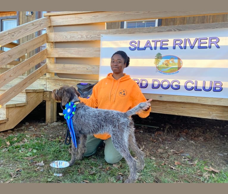 Olive, a German Wirehaired Pointer tested with EmbarkVet.com