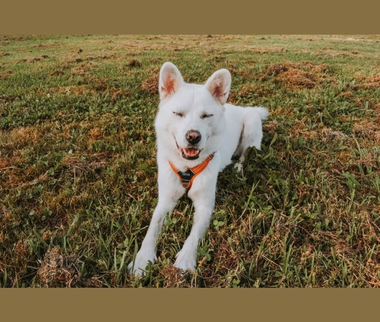 Nuru, a Japanese or Korean Village Dog and Jindo mix tested with EmbarkVet.com