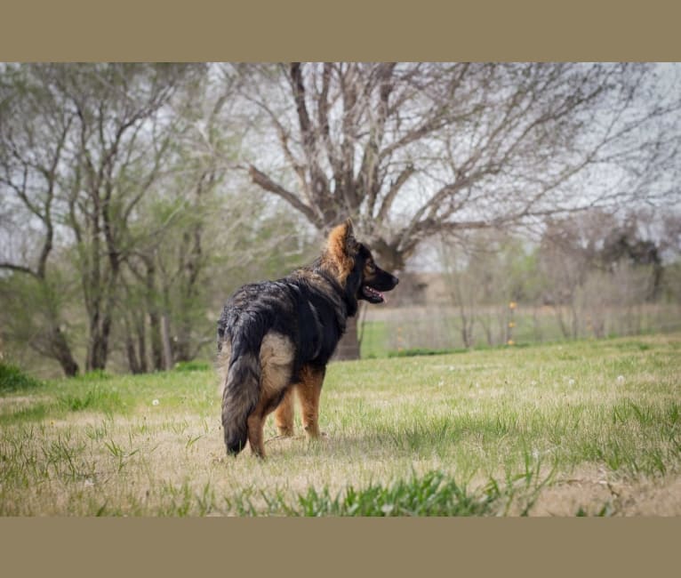 Xenavi, a German Shepherd Dog tested with EmbarkVet.com