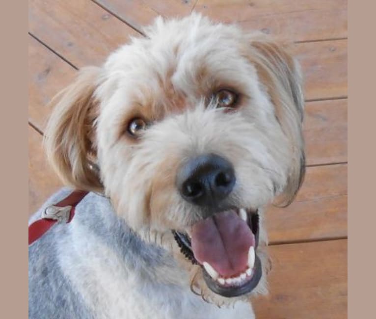 Embark Dog DNA Test Breed