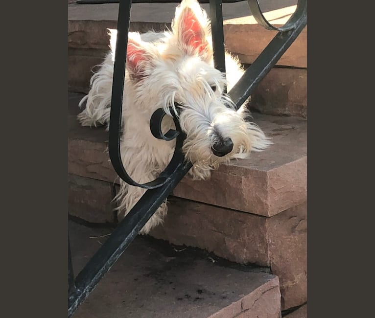 AFTERGLOW’S DREAMSICLE, a Scottish Terrier tested with EmbarkVet.com