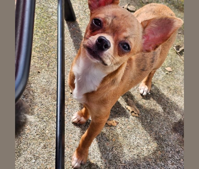 Briar, a Chihuahua tested with EmbarkVet.com