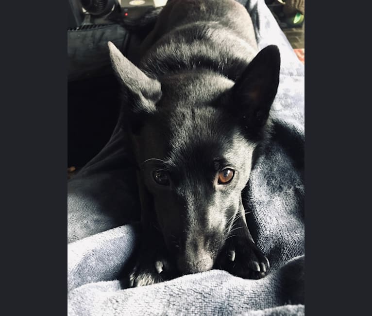 Photo of Reilly, a Schipperke and Rat Terrier mix in Mentor, Ohio, USA