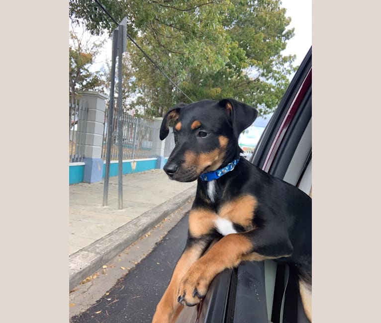 Avi, a Rottweiler and Chihuahua mix tested with EmbarkVet.com