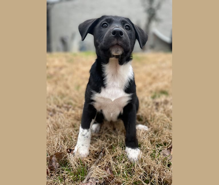 Maggie, an American Pit Bull Terrier and Siberian Husky mix tested with EmbarkVet.com