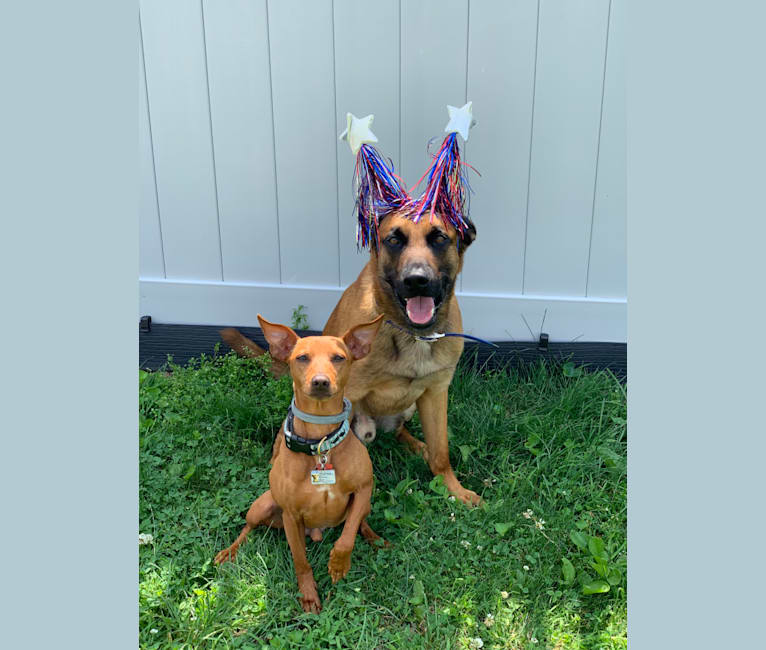 Embark Dog DNA Test - Breed