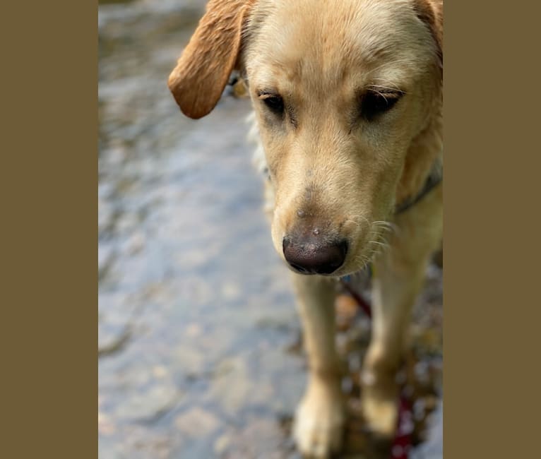 Photo of Walton, a Labrador Retriever and Beagle mix in Tupelo, Mississippi, USA