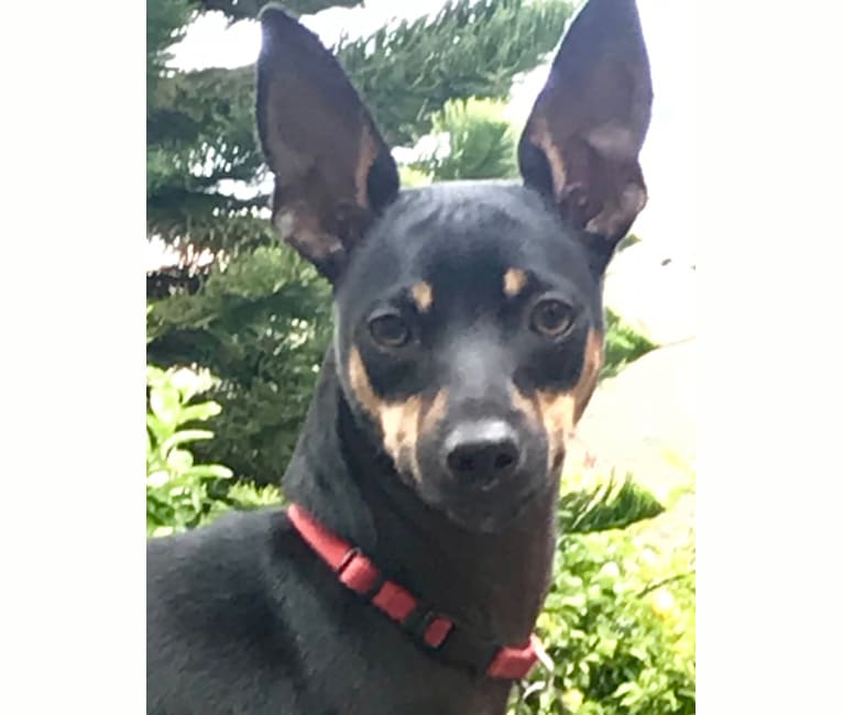 rat terrier and min pin mix