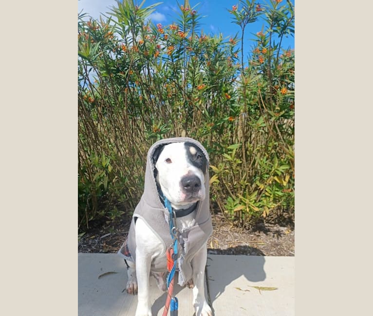 Carlos, a Bull Terrier and American Pit Bull Terrier mix tested with EmbarkVet.com