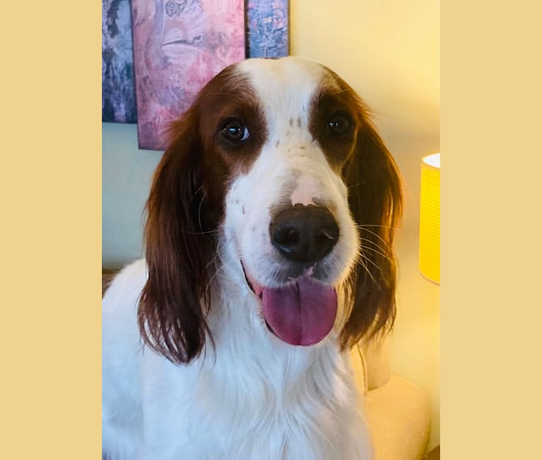 Brooks, an Irish Red and White Setter tested with EmbarkVet.com