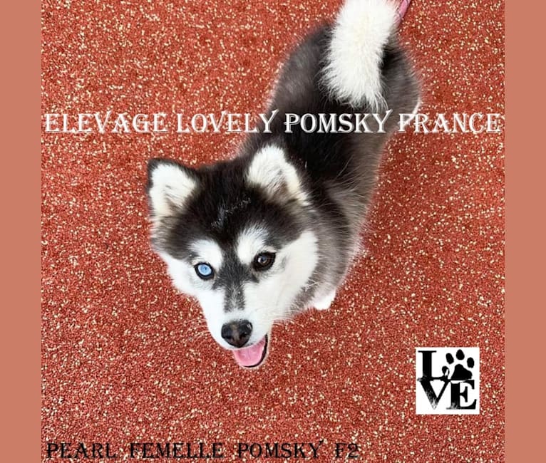 PEARL, a Siberian Husky and Pomeranian mix tested with EmbarkVet.com