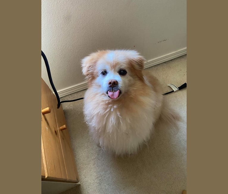 Macchiato, a Pekingese and Chihuahua mix tested with EmbarkVet.com