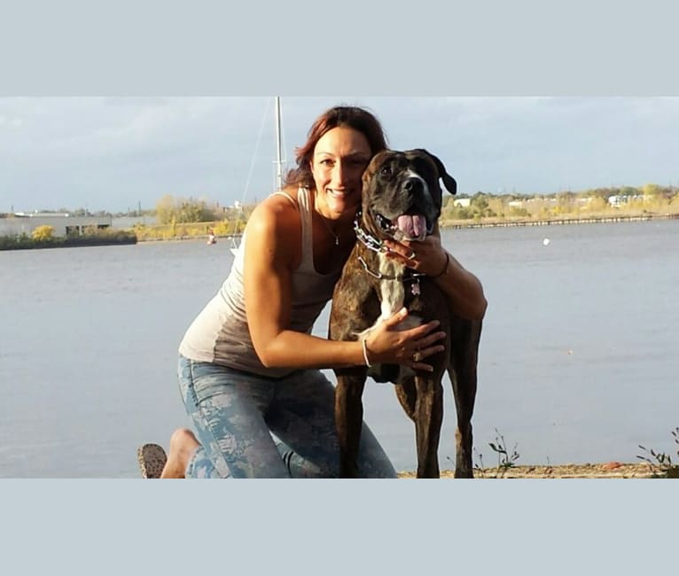 Koko, a Perro de Presa Canario tested with EmbarkVet.com