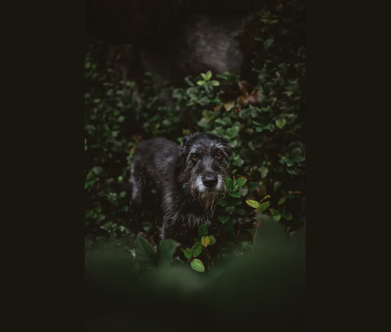 Sully, a German Shepherd Dog and Bouvier des Flandres mix tested with EmbarkVet.com