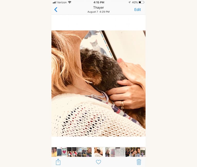Anna, a Yorkshire Terrier tested with EmbarkVet.com