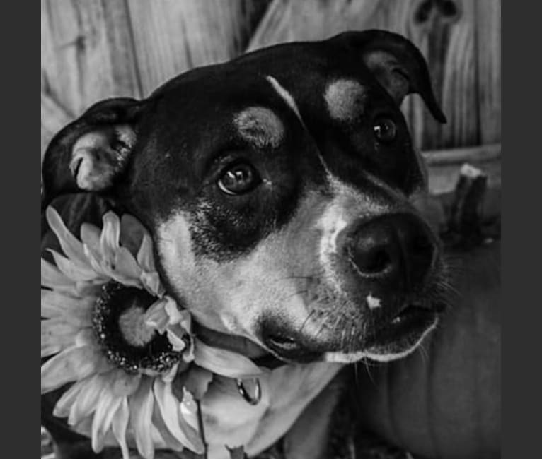 Photo of Kimber, an American Bully  in Lacey, WA, USA
