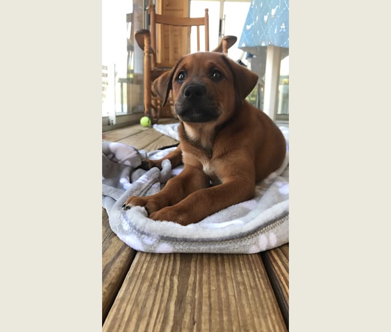 Beau, a Labrador Retriever and German Shepherd Dog mix tested with EmbarkVet.com