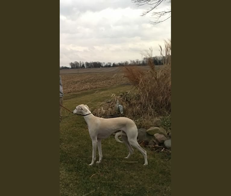 Yeager, a Saluki tested with EmbarkVet.com