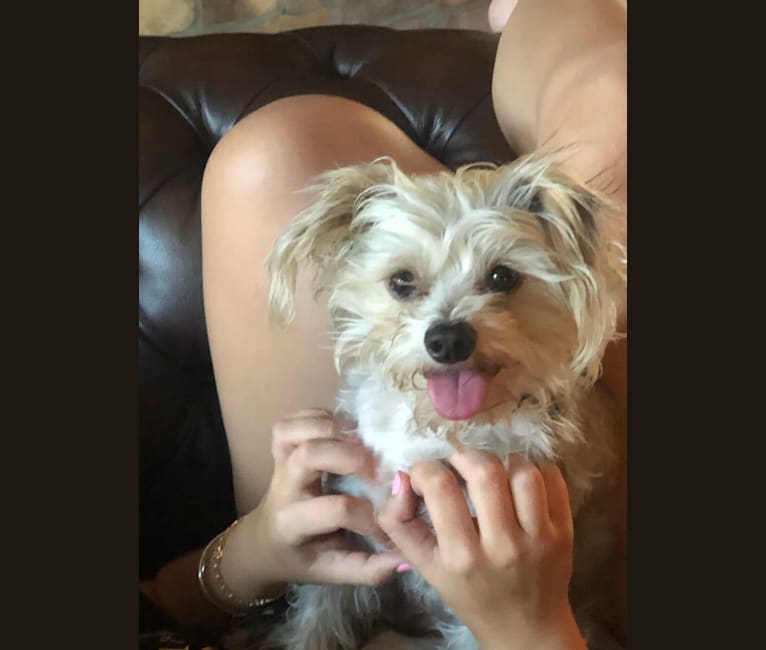 Maltese min pin mix hot sale
