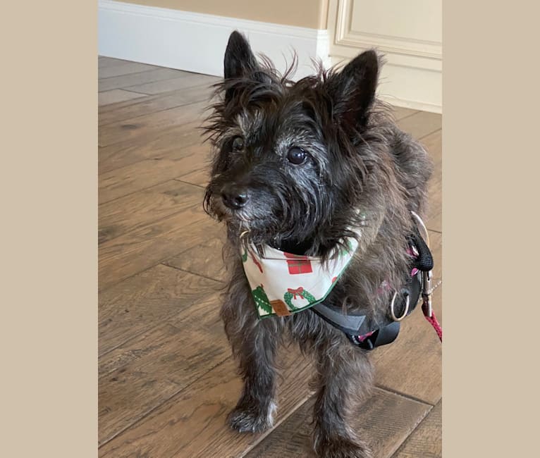 Peppermint, a Cairn Terrier tested with EmbarkVet.com