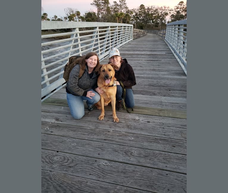 Embark Dog DNA Test Breed