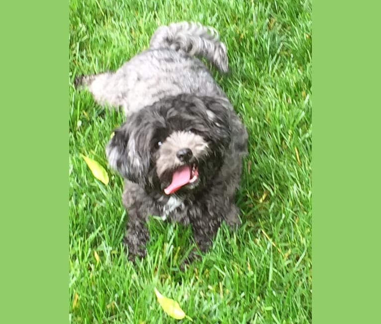 Betsy Bug, a Shih Tzu and Poodle (Small) mix tested with EmbarkVet.com
