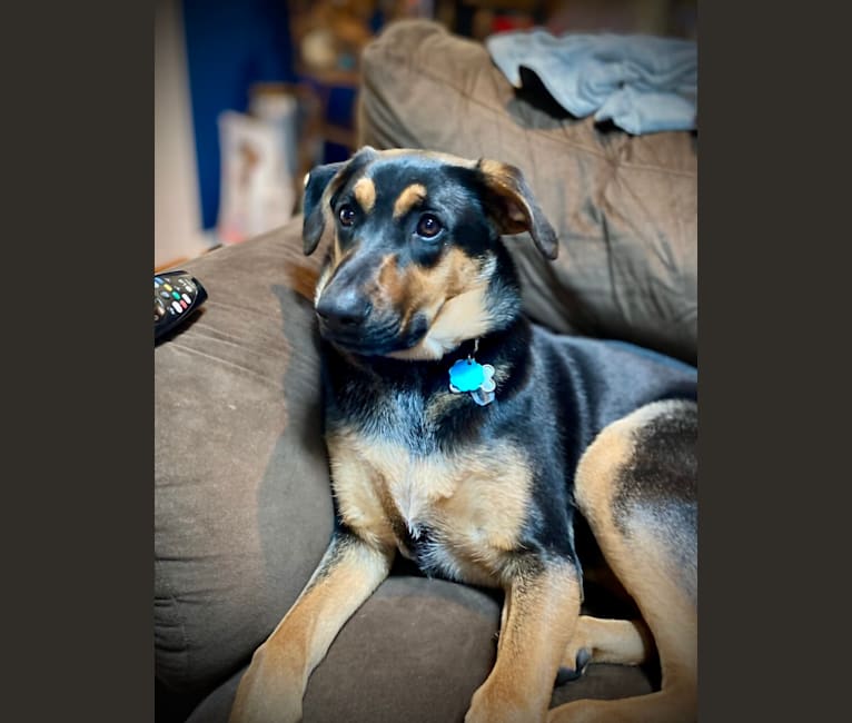 Wesley, a German Shepherd Dog and Mountain Cur mix tested with EmbarkVet.com