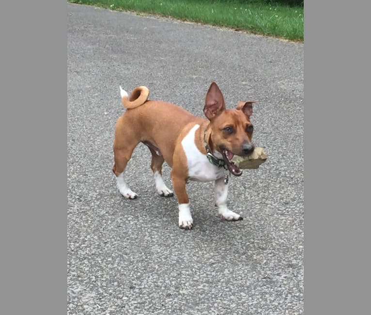 Photo of Romeo, a Taco Terrier  in Pickerington, Ohio, USA