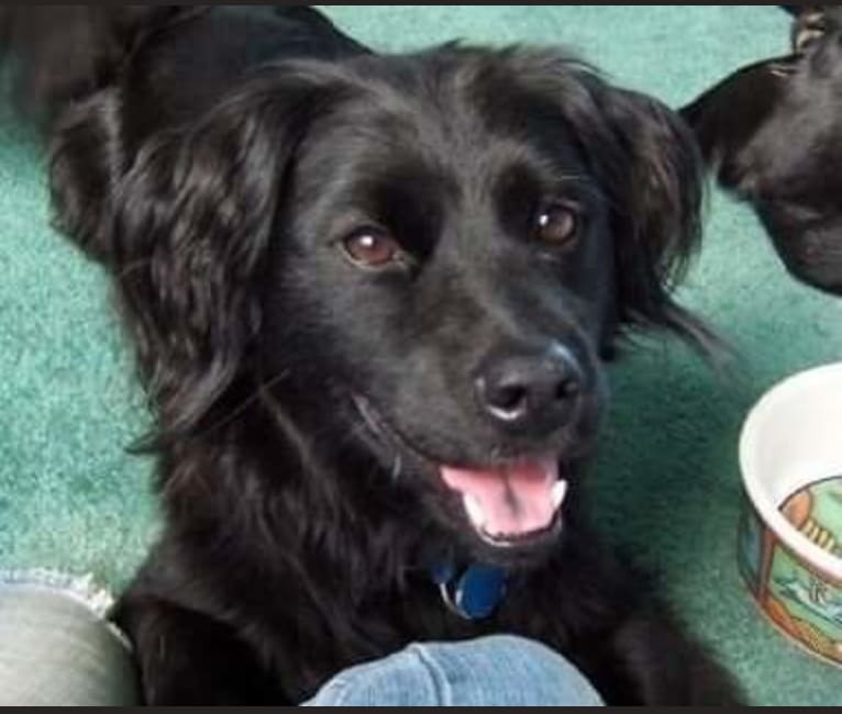 Samson, a Pekingese and Labrador Retriever mix tested with EmbarkVet.com