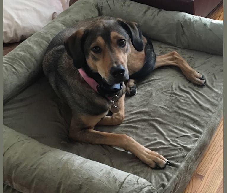 Coonhound hotsell shepherd mix