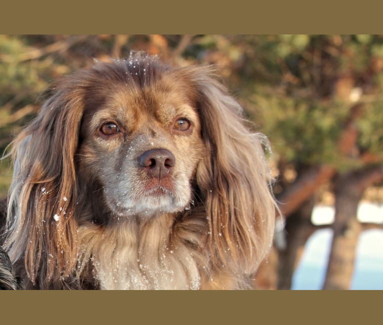 german shepherd and cocker spaniel mix