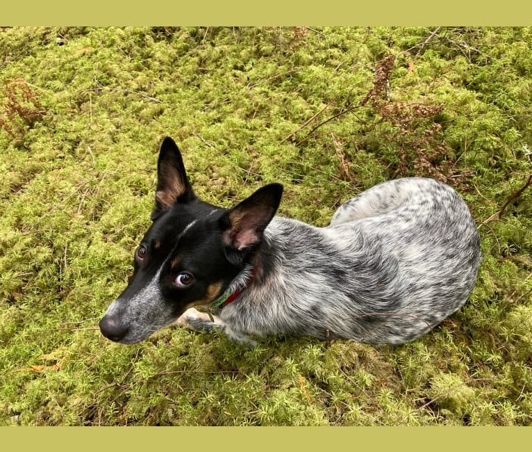 Photo of Lily, an Australian Cattle Dog, Border Collie, and Mixed mix in Renton, Washington, USA
