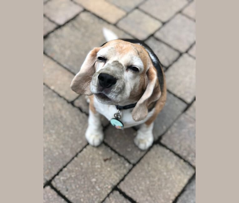 Mae, a Beagle tested with EmbarkVet.com