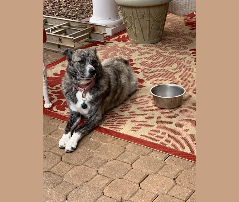 Great pyrenees cheap terrier mix