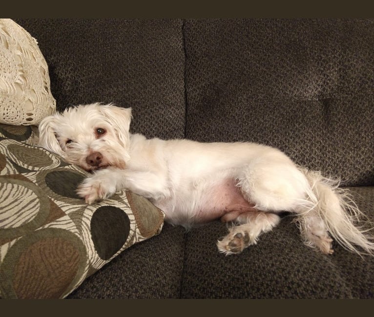Photo of Benji, a Chihuahua, Cocker Spaniel, Maltese, and Poodle (Small) mix in Riverside, California, USA