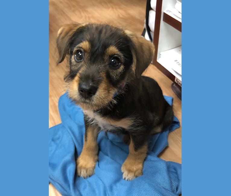 Aussie schnauzer new arrivals