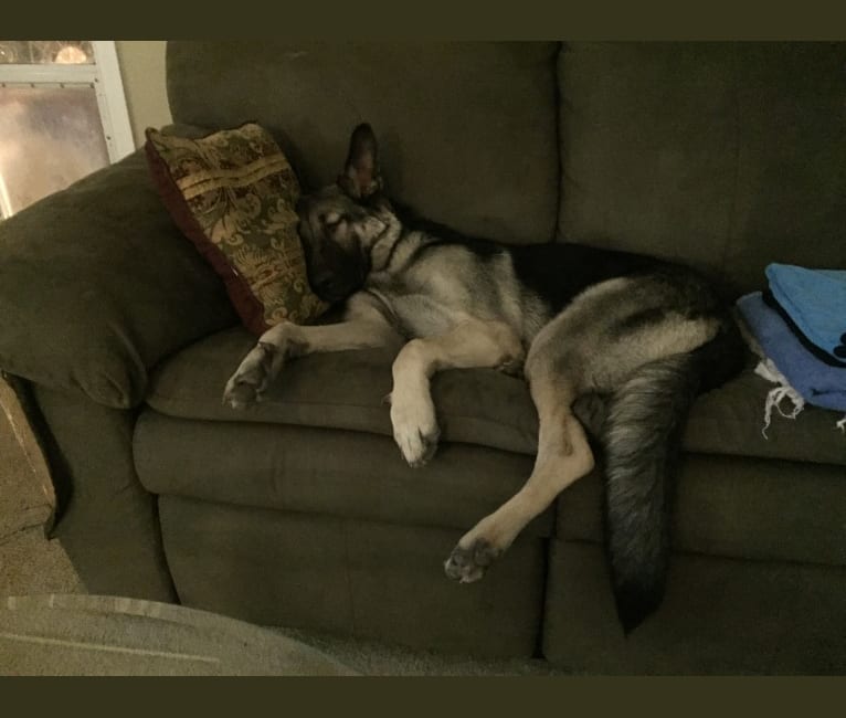 Emmy, a German Shepherd Dog tested with EmbarkVet.com