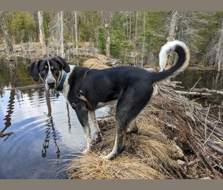 Crick, a Border Collie and Bluetick Coonhound mix tested with EmbarkVet.com