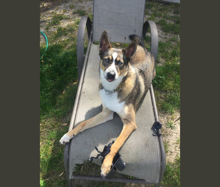 Husky x kelpie hotsell