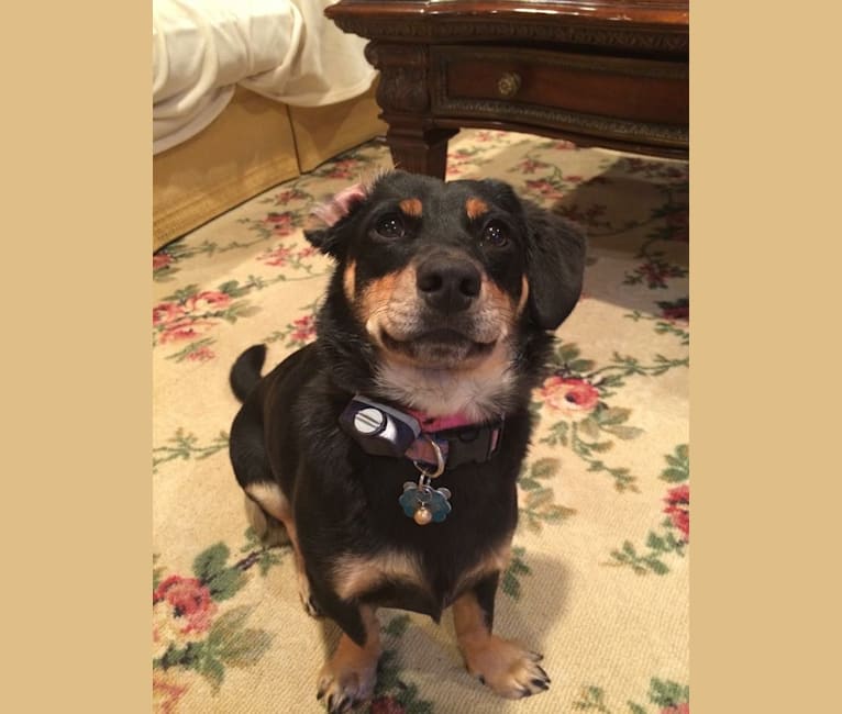 Sophia, a Dachshund and Australian Cattle Dog mix tested with EmbarkVet.com