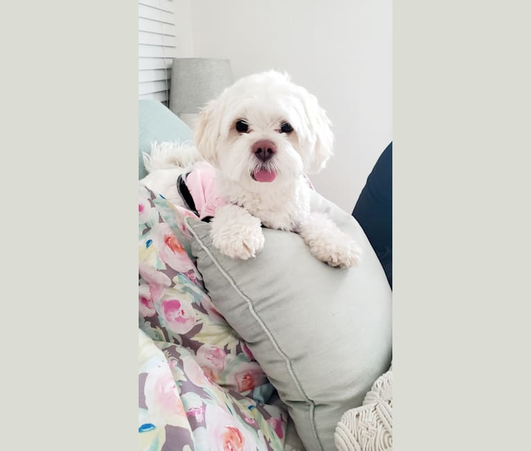 Photo of Moxie Fluff-Nugget, a Maltese, Lhasa Apso, Poodle (Small), Pekingese, and Mixed mix in Sacramento, CA, USA