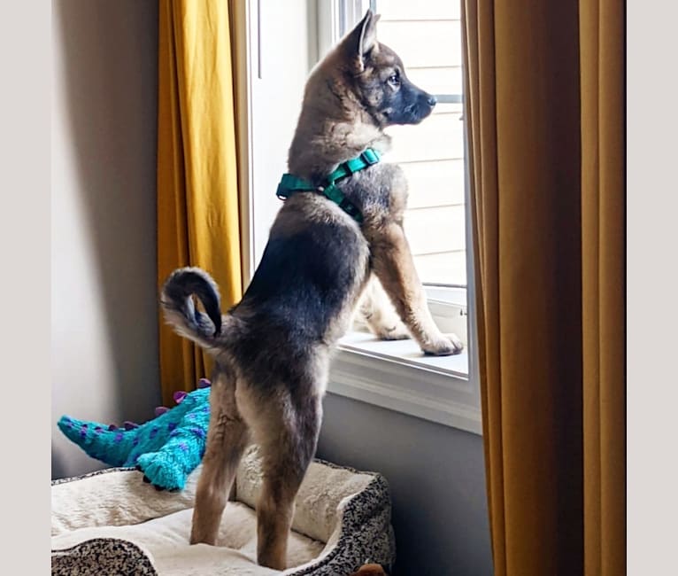 Bjorn, a Norwegian Elkhound tested with EmbarkVet.com