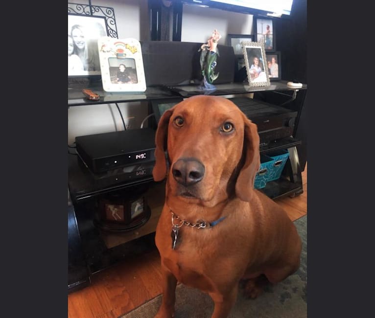 Embark Dog Dna Test Breed