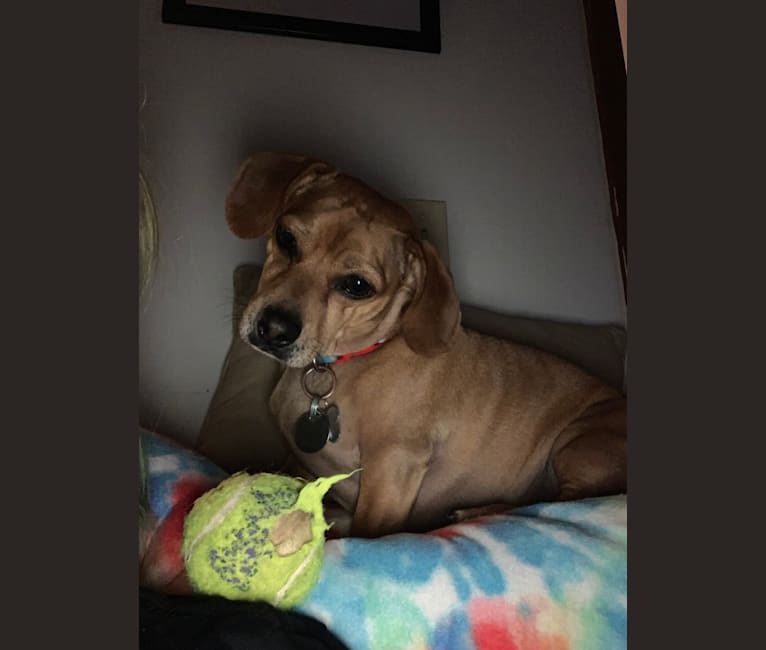 Photo of Buddy, a Dachshund, Pug, and Chihuahua mix in Indiana, USA