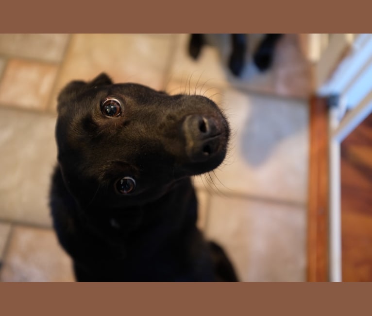 Hannah, a Beagle and Labrador Retriever mix tested with EmbarkVet.com